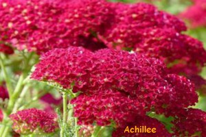 ACHILLEE.jpg