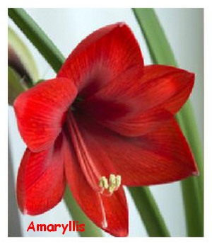 AMARYLLIS.jpg