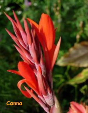 CANNA.jpg