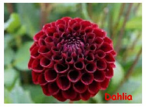 DAHLIA.jpg