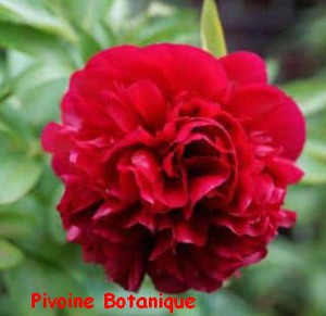 PIVOINE_BOTANIQUE.jpg