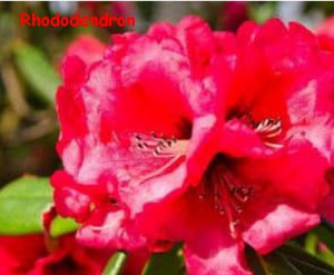 RHODODENDRON.jpg