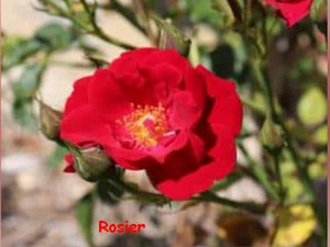 ROSIER.jpg