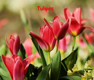 TULIPE.jpg