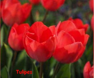 TULIPE1.jpg