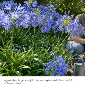 AGAPANTHES_2.jpg