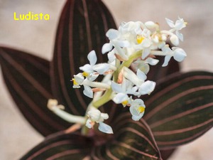 LUDISIA.jpg