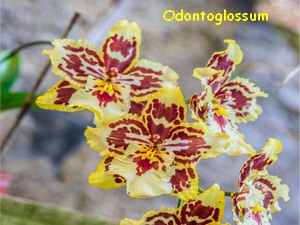 ODOTOGLOSSUM.jpg