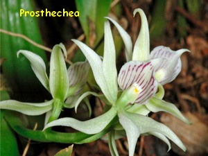 PROSTHECHEA.jpg