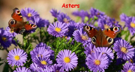 ASTERS.jpg