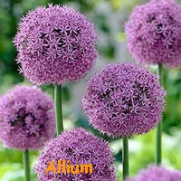 ALLIUM.jpg