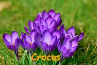 CROCUS.webp