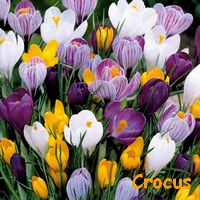 CROCUS1.webp