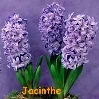 JACINTHE.webp