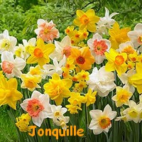 JONQUILLES.jpg