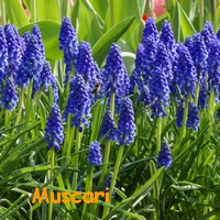 MUSCARI.jpg