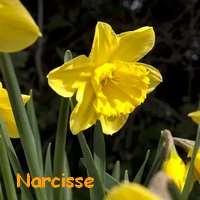 NARCISSE.webp