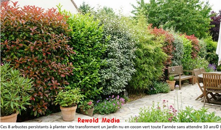 ARBUSTES_PERSISTANTS.jpg