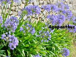 AGAPANTHES6.jpg