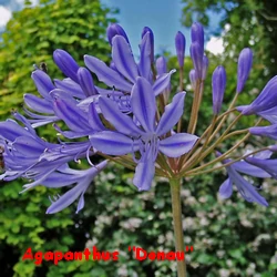 AGAPANTHES_DONAU.webp