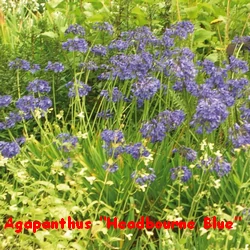 AGAPANTHES_HEADBOURNE_BLUE.webp
