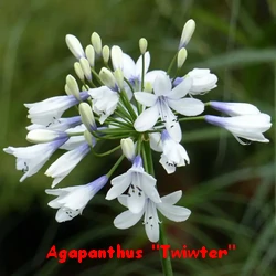 AGAPANTHES_TWISTER.webp