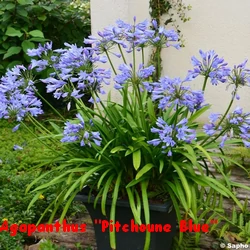 AGAPANTHE_PITCHOUNE_BLUE.webp