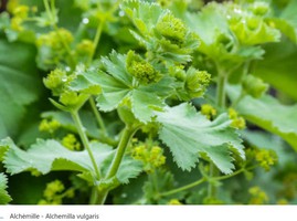 ALCHEMILLA_VULGARIS.jpg