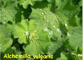 ALCHEMILLE_FEUILLE.jpg