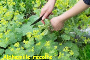 ALCHEMILLE_RECOLTE.jpg