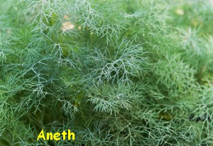 ANETH.jpg