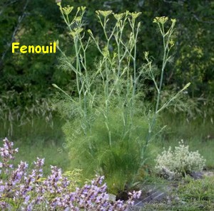 FENOUIIL.jpg
