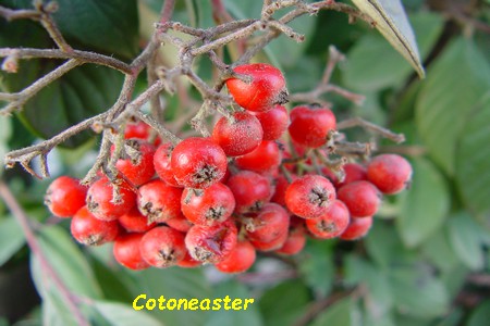 Cotoneaster.jpg