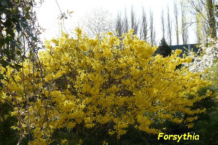 Forsythia.JPG