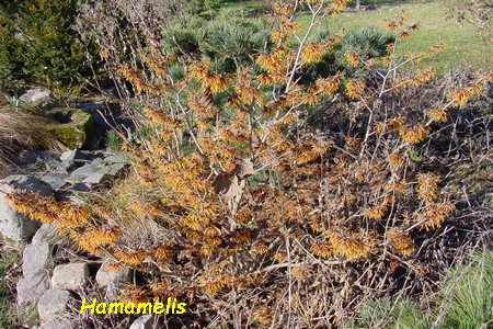 Hamamelis.jpg