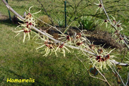 Hamamelis_2.jpg