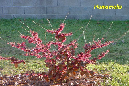 Hamamelis_3.jpg