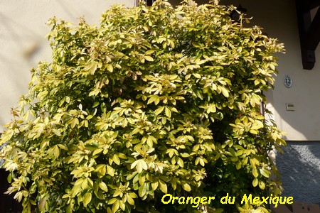 Oranger_du_Mexique.JPG