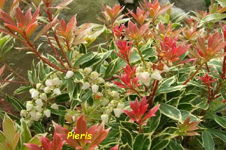 Pieris.jpg