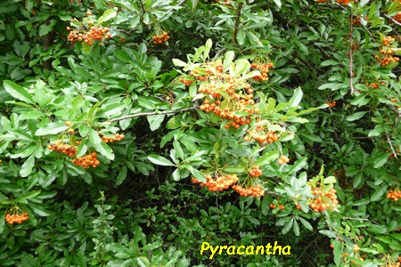 Pyracantha.JPG