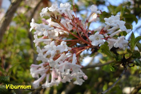 Viburnum.JPG
