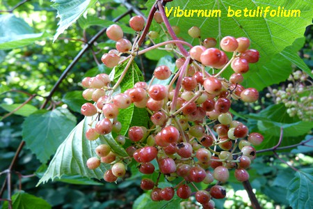 Viburnum_betulifolium.JPG
