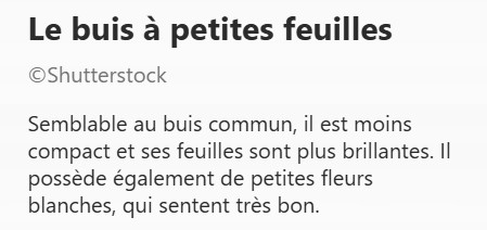 BUIS_PETITE_FLEUR2.jpg