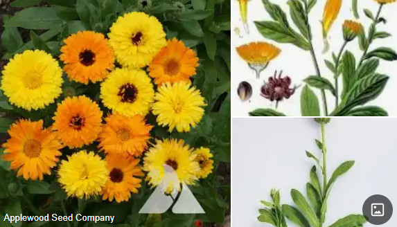 CALENDULA.jpg