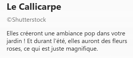 CALLICARPE2.jpg