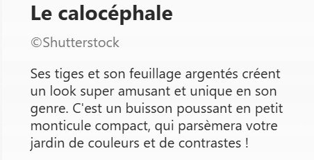CALOCEPHALE2.jpg