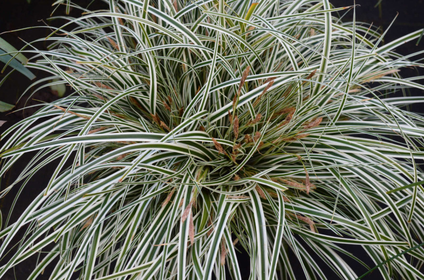 CAREX.jpg