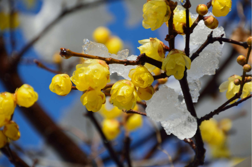 CHIMONANTHUS.jpg