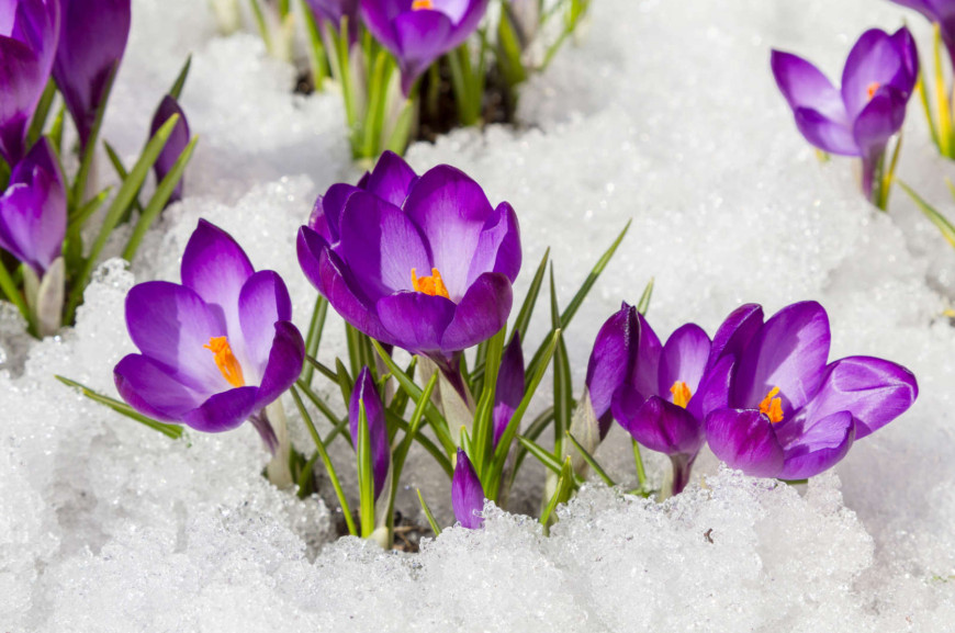 CROCUS.jpg