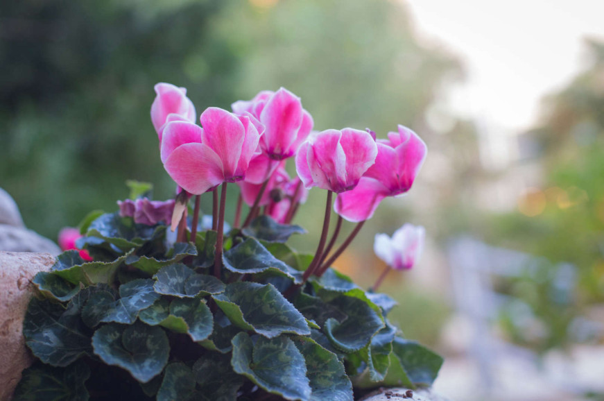 CYCLAMEN.jpg